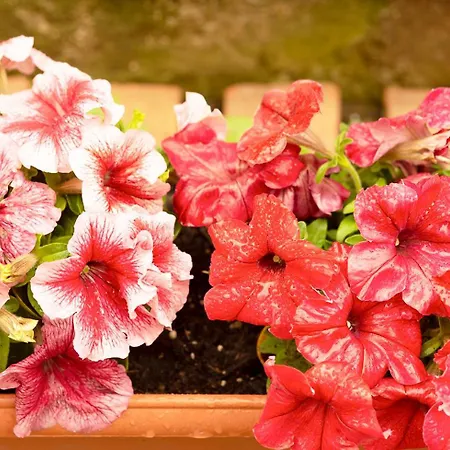 Marisol Grazioso E Vicino Al Mare Appartamento